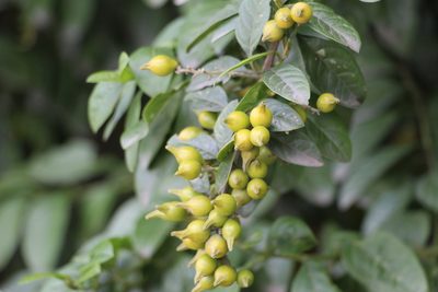 Duranta mutisii, photographed by Andrés Ramírez-Barrera