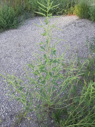 Amaranthus tuberculatus, photographed by Shane B.