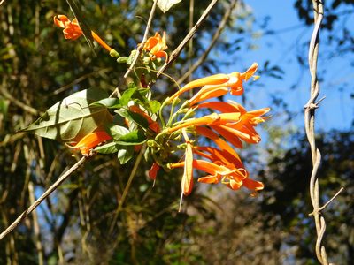 Pyrostegia venusta, photographed by Pablo Bombín