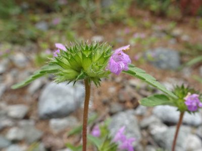 Galeopsis ladanum, photographed by Thomas Koffel