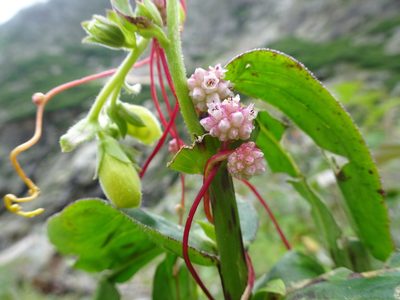 Cuscuta europaea, photographed by Thomas Koffel