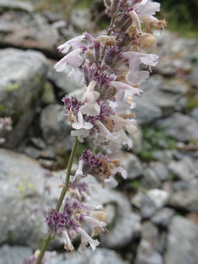 Nepeta nepetella, photographed by Thomas Koffel
