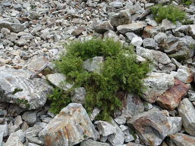 Cryptogramma crispa, photographed by Thomas Koffel