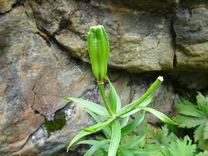 Lilium bulbiferum, photographed by Thomas Koffel