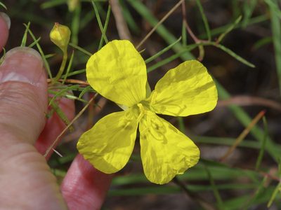 Oenothera capillifolia, photographed by Michelle W. （鍾偉瑋）
