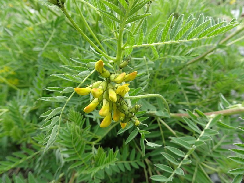Astragalus penduliflorus, photographed by Thomas Koffel