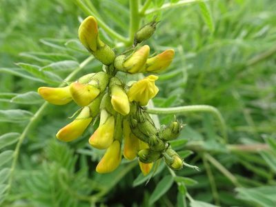 Astragalus penduliflorus, photographed by Thomas Koffel