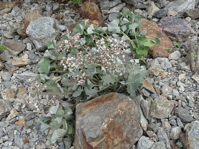 Adenostyles leucophylla, photographed by Thomas Koffel