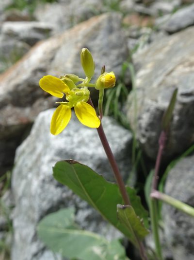 Coincya richeri, photographed by Thomas Koffel