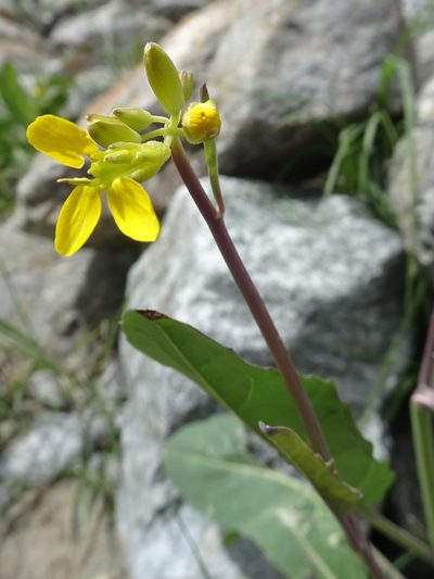 Coincya richeri, photographed by Thomas Koffel
