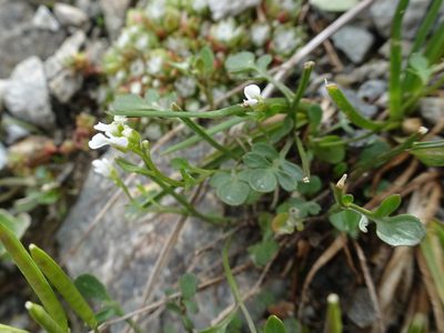 Cardamine resedifolia, photographed by Thomas Koffel