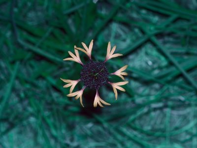 Gaillardia aestivalis, photographed by Michelle W. （鍾偉瑋）