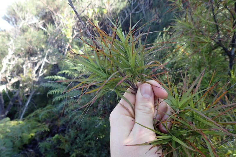 Dracophyllum sinclairii, photographed by Oscar Dove