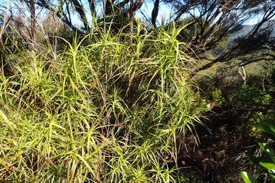 Dracophyllum sinclairii, photographed by Oscar Dove