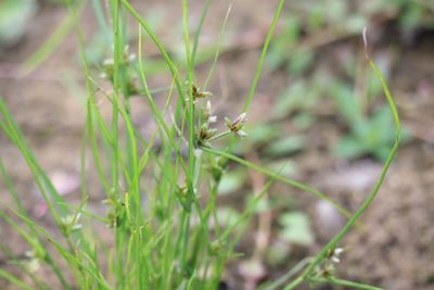 Cyperus bipartitus, photographed by Henry "Nick" Robertson