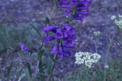 Penstemon strictus, photographed by lazarus