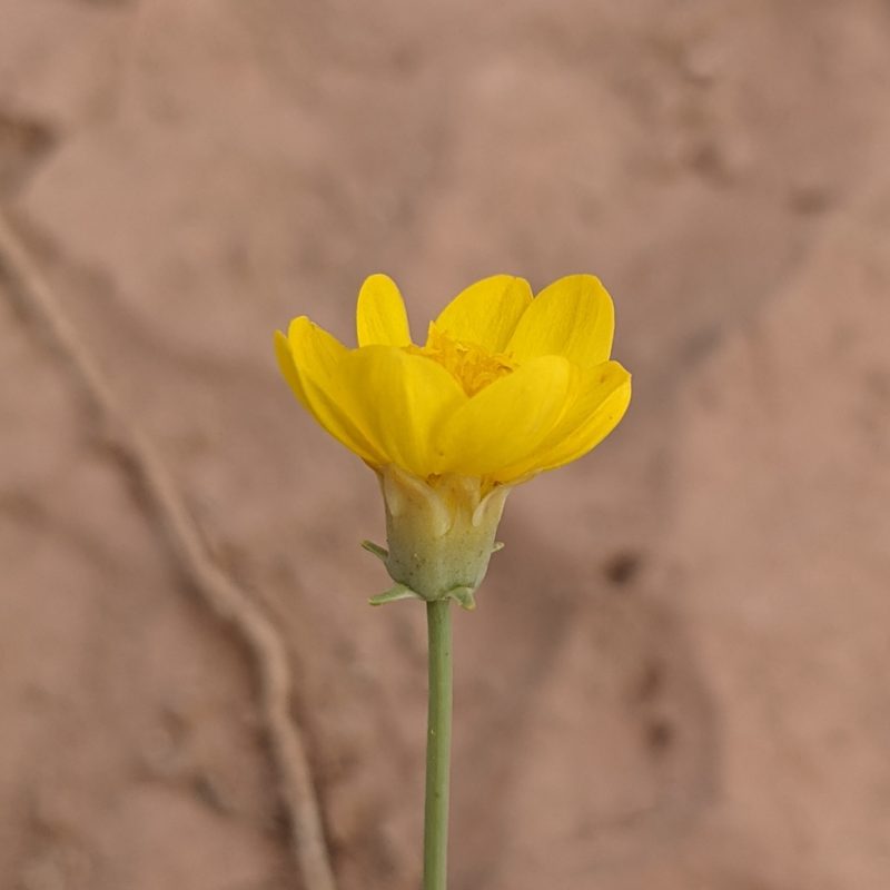 Thelesperma subnudum, photographed by Dominic Gentilcore
