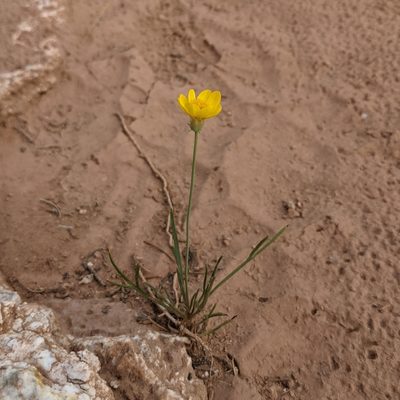 Thelesperma subnudum, photographed by Dominic Gentilcore