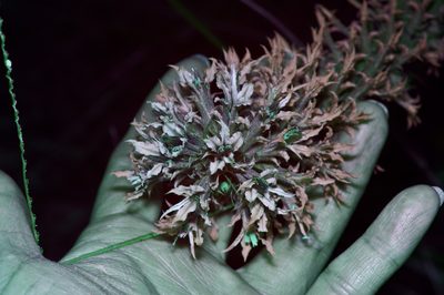 Liatris bridgesii, photographed by Michelle W. （鍾偉瑋）