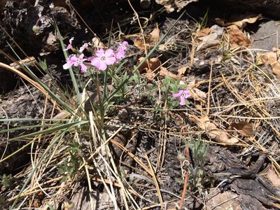 Phlox woodhousei, photographed by Alan Prather