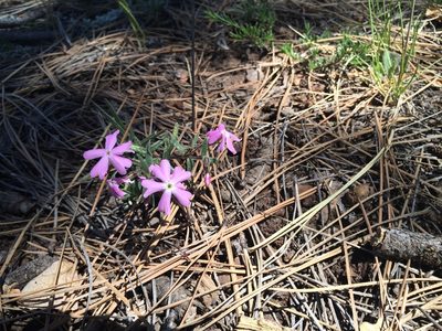 Phlox woodhousei, photographed by Alan Prather