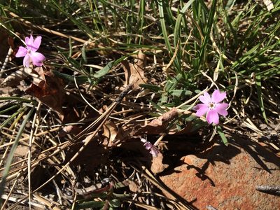 Phlox woodhousei, photographed by Alan Prather