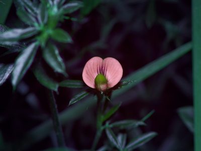Stylosanthes biflora, photographed by Michelle W. （鍾偉瑋）