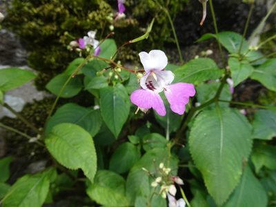 Impatiens balfourii, photographed by Thomas Koffel