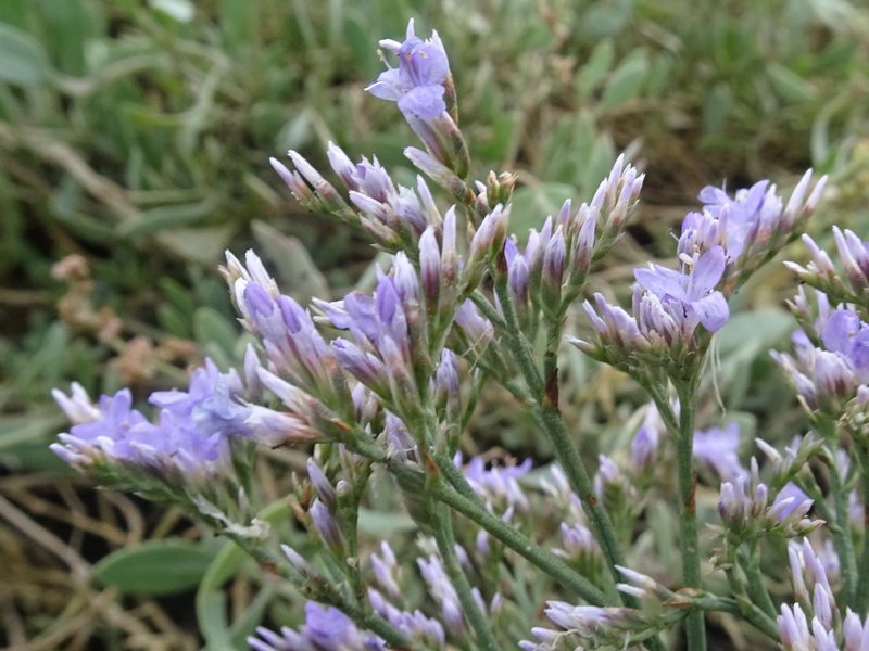 Limonium vulgare, photographed by Thomas Koffel