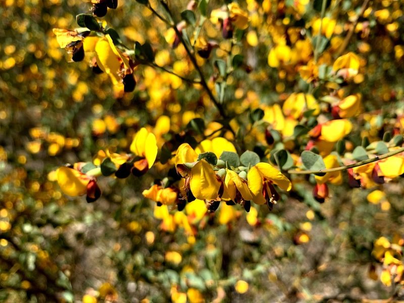 Bossiaea rhombifolia, photographed by Lukas Clews