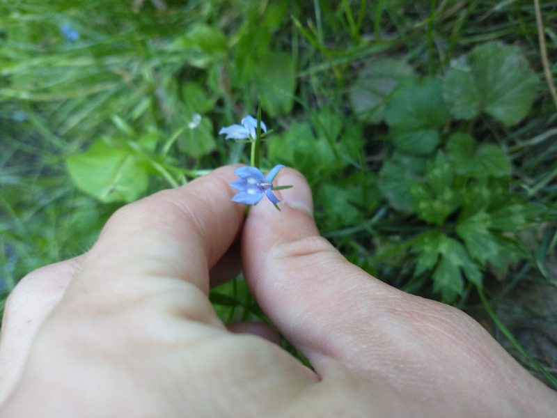 Downingia elegans, photographed by Drew Meyer
