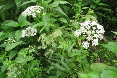 Sium latifolium, photographed by Татьяна Горбушина
