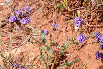 Phacelia corrugata, photographed by Jay Brasher