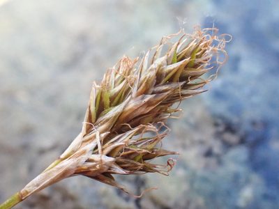 Carex tahoensis, photographed by Trevor Van Loon