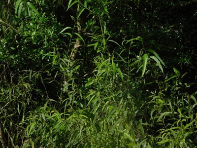 Salix caroliniana, photographed by Jade Fortnash