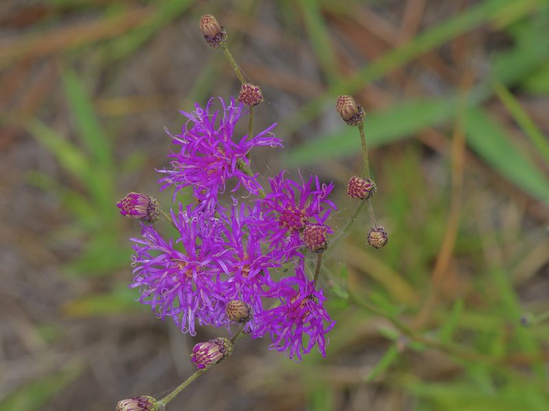 Vernonia texana, photographed by Michelle W. （鍾偉瑋）