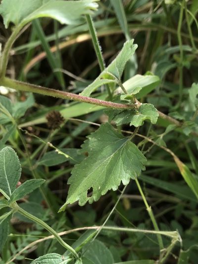 Fleischmannia pycnocephala, photographed by Nicolás Baresch Uribe
