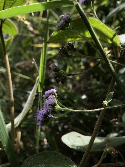 Fleischmannia pycnocephala, photographed by Nicolás Baresch Uribe