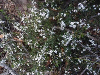 Philotheca scabra, photographed by Gary Williams