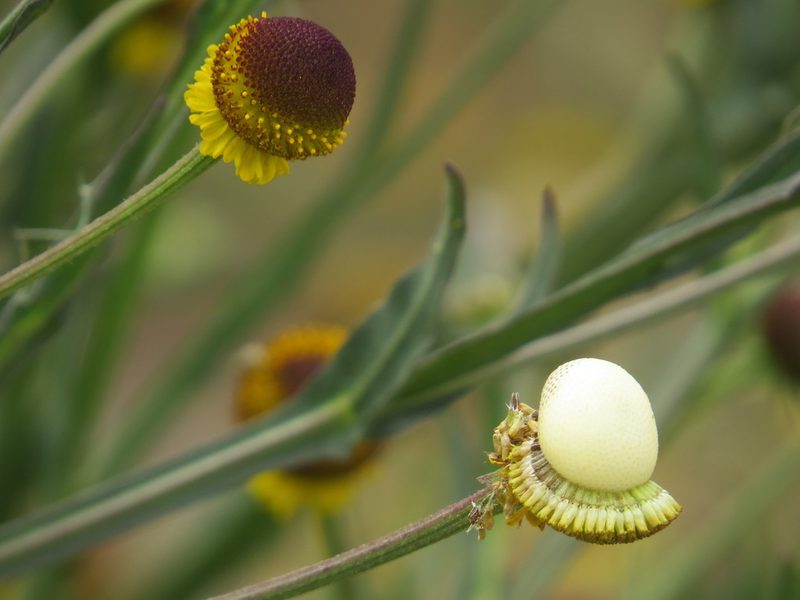 Helenium puberulum, photographed by Garth Harwood