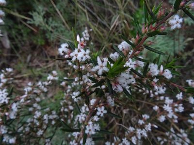 Styphelia ericoides, photographed by Gary Williams