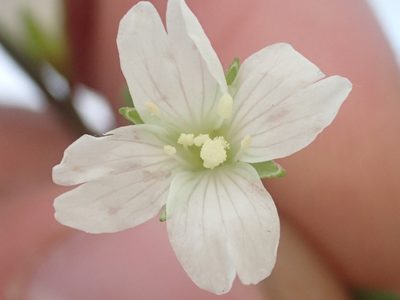 Epilobium lactiflorum, photographed by Trevor Van Loon