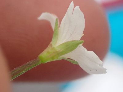 Epilobium lactiflorum, photographed by Trevor Van Loon