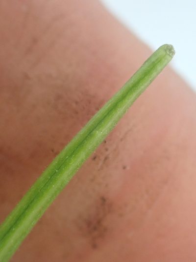 Epilobium lactiflorum, photographed by Trevor Van Loon