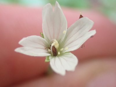 Epilobium lactiflorum, photographed by Trevor Van Loon