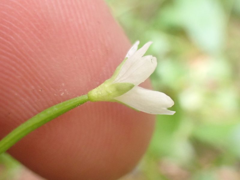 Epilobium lactiflorum, photographed by Trevor Van Loon