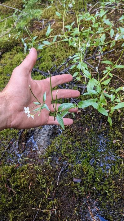 Epilobium lactiflorum, photographed by Trevor Van Loon