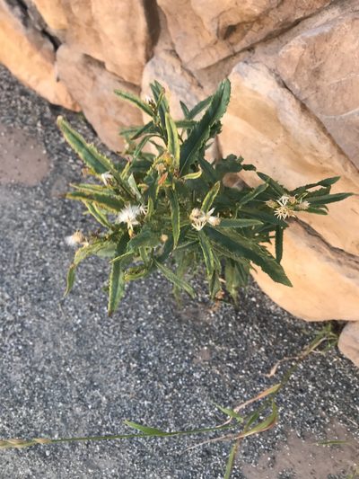 Senecio serra, photographed by Elliot Greiner