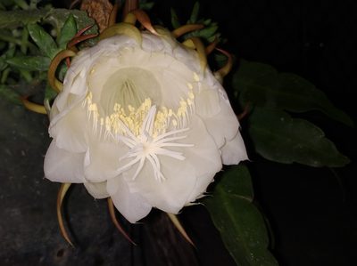 Epiphyllum oxypetalum, photographed by Tereso Hernández Morales