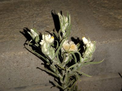 Pseudognaphalium leucocephalum, photographed by Daniel S.